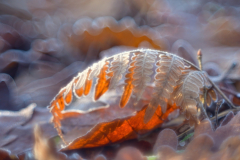 WYRÓŻNIENIE-FOTOGRAFIA-ARTYSTYCZNA-BARTŁOMIEJ-CHMIELEWSKI-PAPROĆ-NIEZWYKŁA