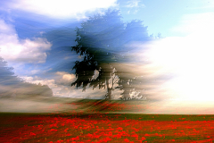 WYRÓŻNIENIE-FOTOGRAFIA-ARTYSTYCZNA-WALDEMAR-KASPROWICZ-ROZTOCZAŃSKIE-MAKI