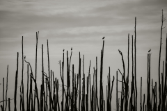 Wyróżnienie Przyroda Andrzej Niezgoda "Elegia dla lasu"