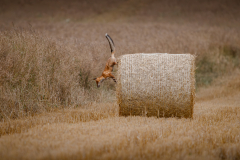 Wyróżnienie Kategoria Przyroda Andrzej Niezgoda "Parkour"