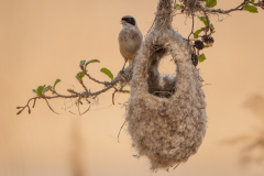 WYRÓŻNIENIE-PRZYRODA-WERONIKA-LICHOTA-DUMNY-REMIZ-I-JEGO-DZIEŁO
