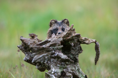 Wyróżnienie Kategoria Przyroda Jarosław Kochnio "A kuku"