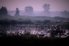 Jolanta Małyska „Żurawie o świcie” (Poleski Park Narodowy – ścieżka Czahary)