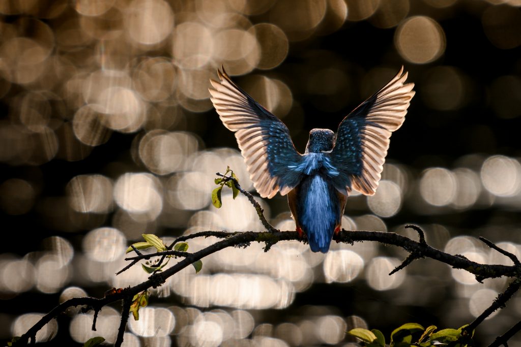 I miejsce Przytoda Andrzej Niezgoda Skrzydła Husarii Zimorodek w blasku zachodzacego słońca