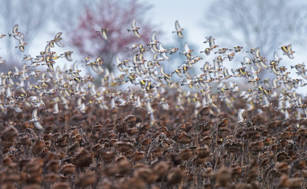 II MIEJSCE PRZYRODA ROBERT BOŁTRUKIEWICZ ZIMOWA STOŁÓWKA