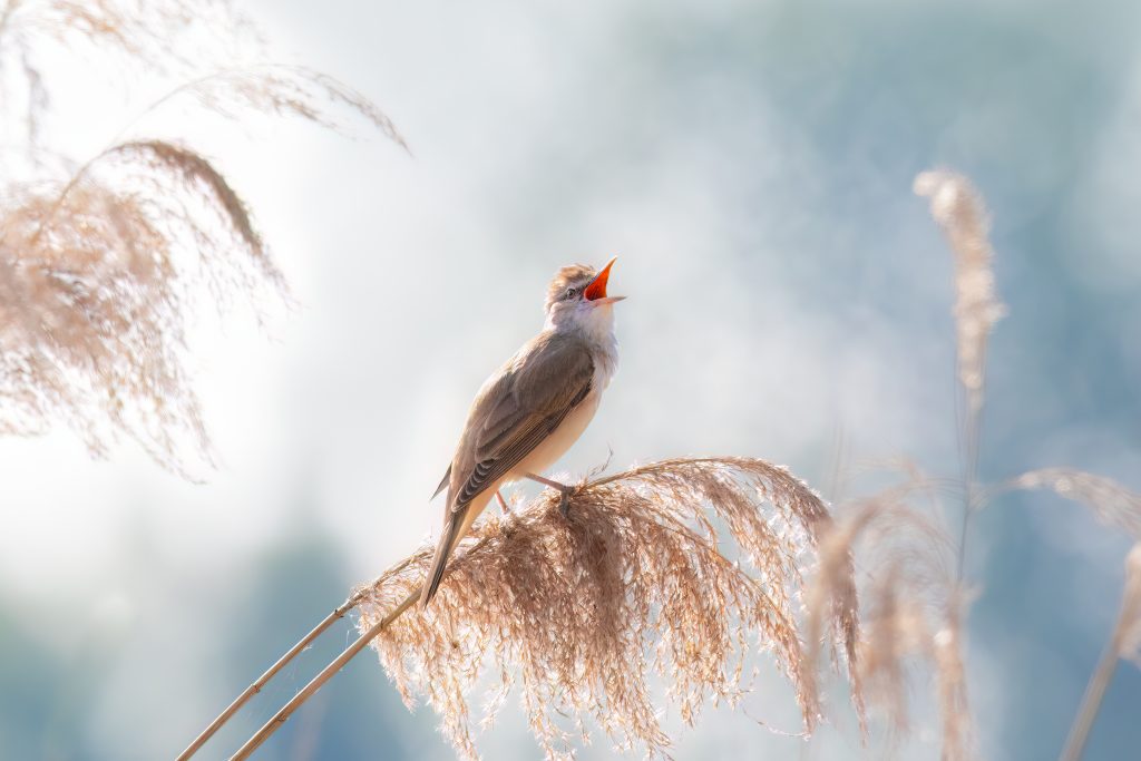 III MIEJSCE PRZYRODA MICHAŁ BOŻEK PIEŚŃ Z TRZCINOWISKA